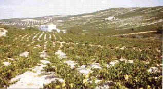 wpe3.jpg (11616 bytes)